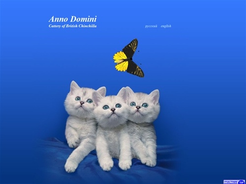 British chinchilla/shorthair kittens for sale. Cattery Anno Domini. Котята для продажи. Британские шиншиллы. 