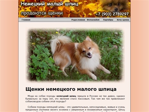 Щенки немецкого малого шпица