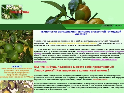 Выращивание лимонов в обычной городской квартире