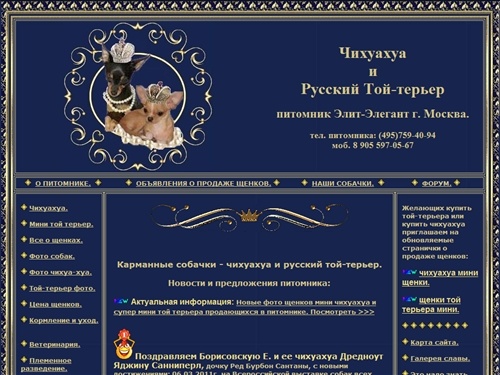 ЧИХУАХУА. РУССКИЙ ТОЙ. ПИТОМНИК ЭЛИТ-ЭЛЕГАНТ.