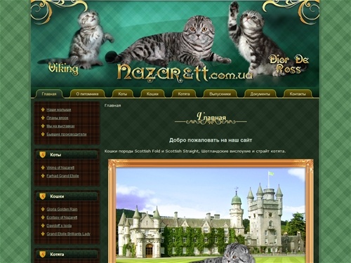 Кошки породы Scottish Fold и Scottish Straight, Шотландские вислоухие и страйт котята.